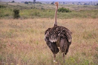FUN FACTS ABOUT OSTRICHES