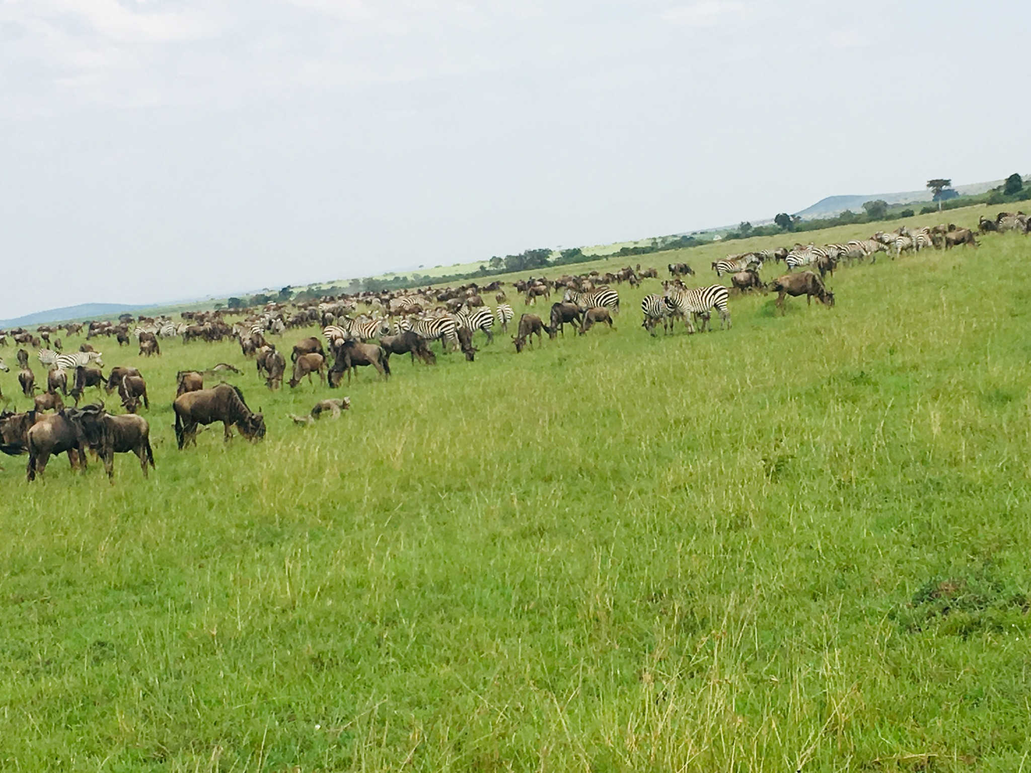 WHAT A TRAGEDY; more than 300 wildebeest drown in the mara. – connecting  with Mother Nature 🌻